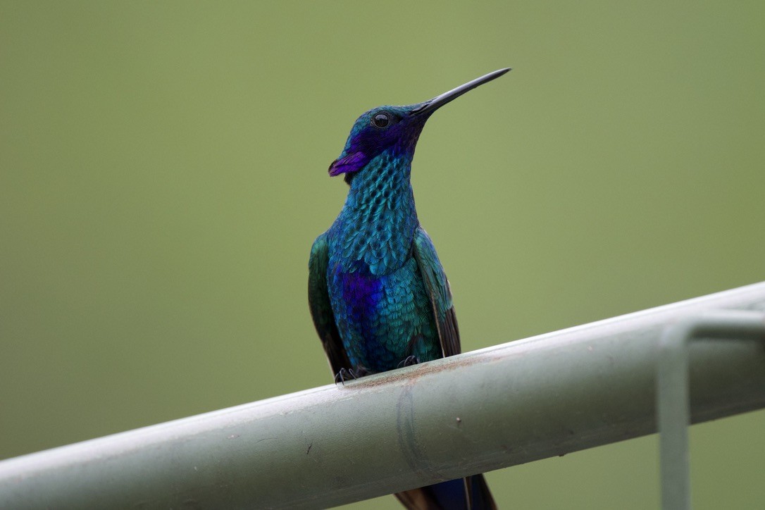 Sparkling Violetear - ML646718975