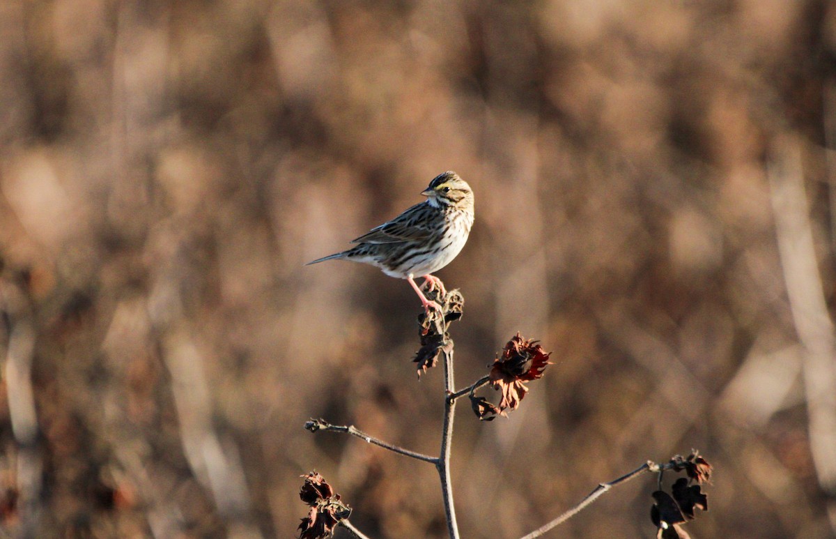 Саванная овсянка - ML646718976