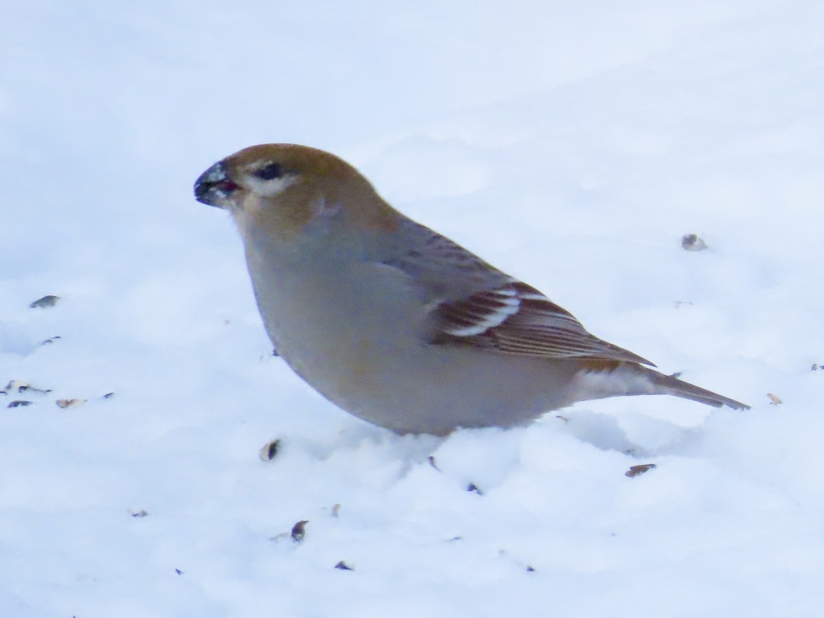 Ciuffolotto delle pinete - ML646718977