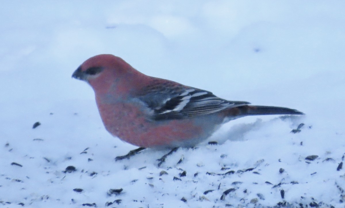 Ciuffolotto delle pinete - ML646718979