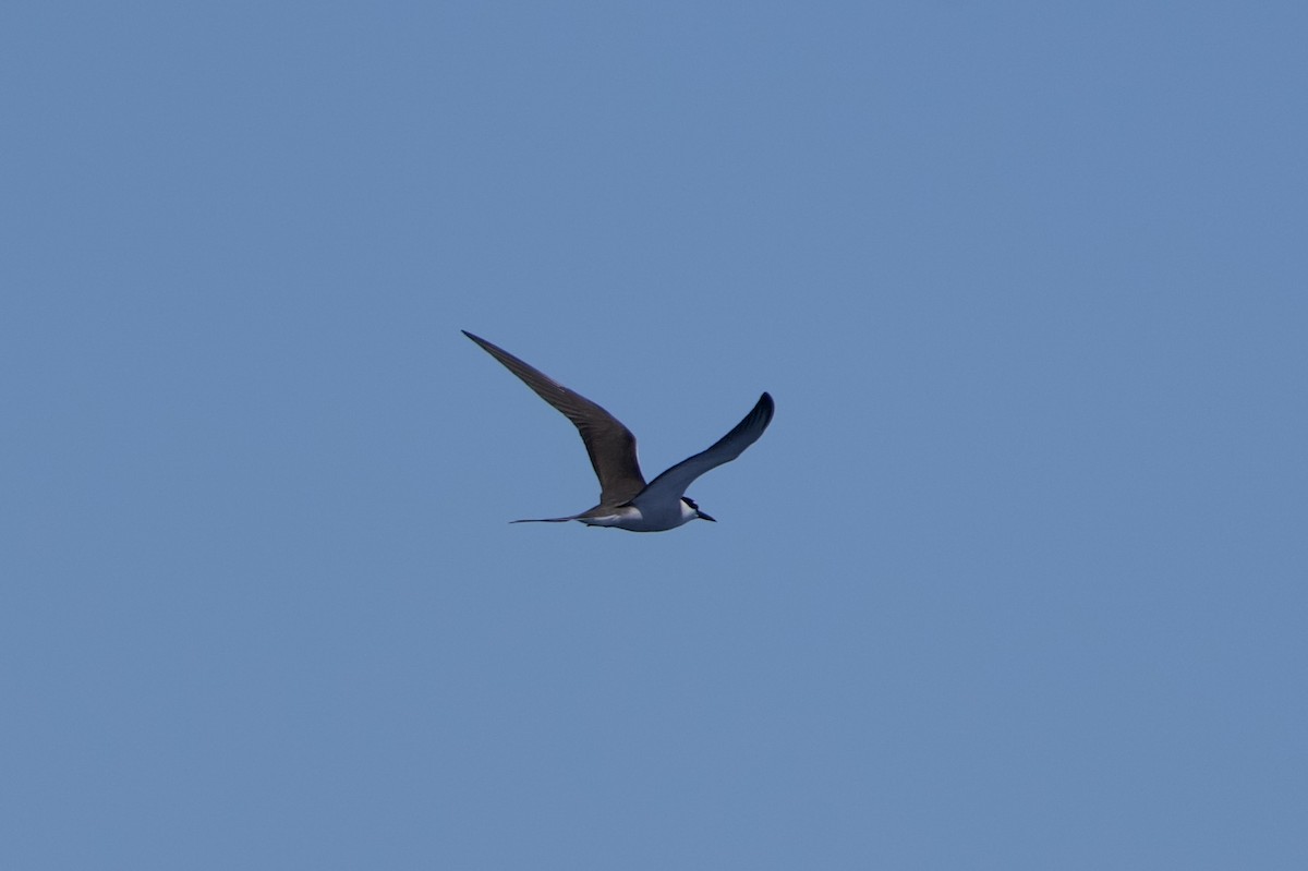 Bridled Tern - ML646718980