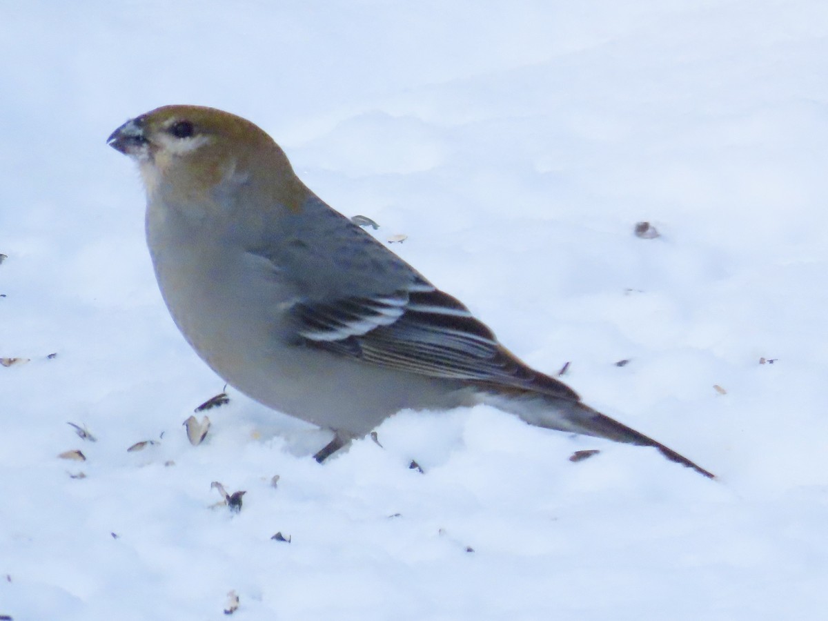 Ciuffolotto delle pinete - ML646718981