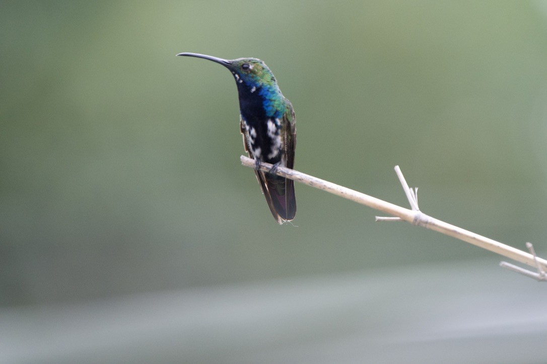 Black-throated Mango - ML646718982