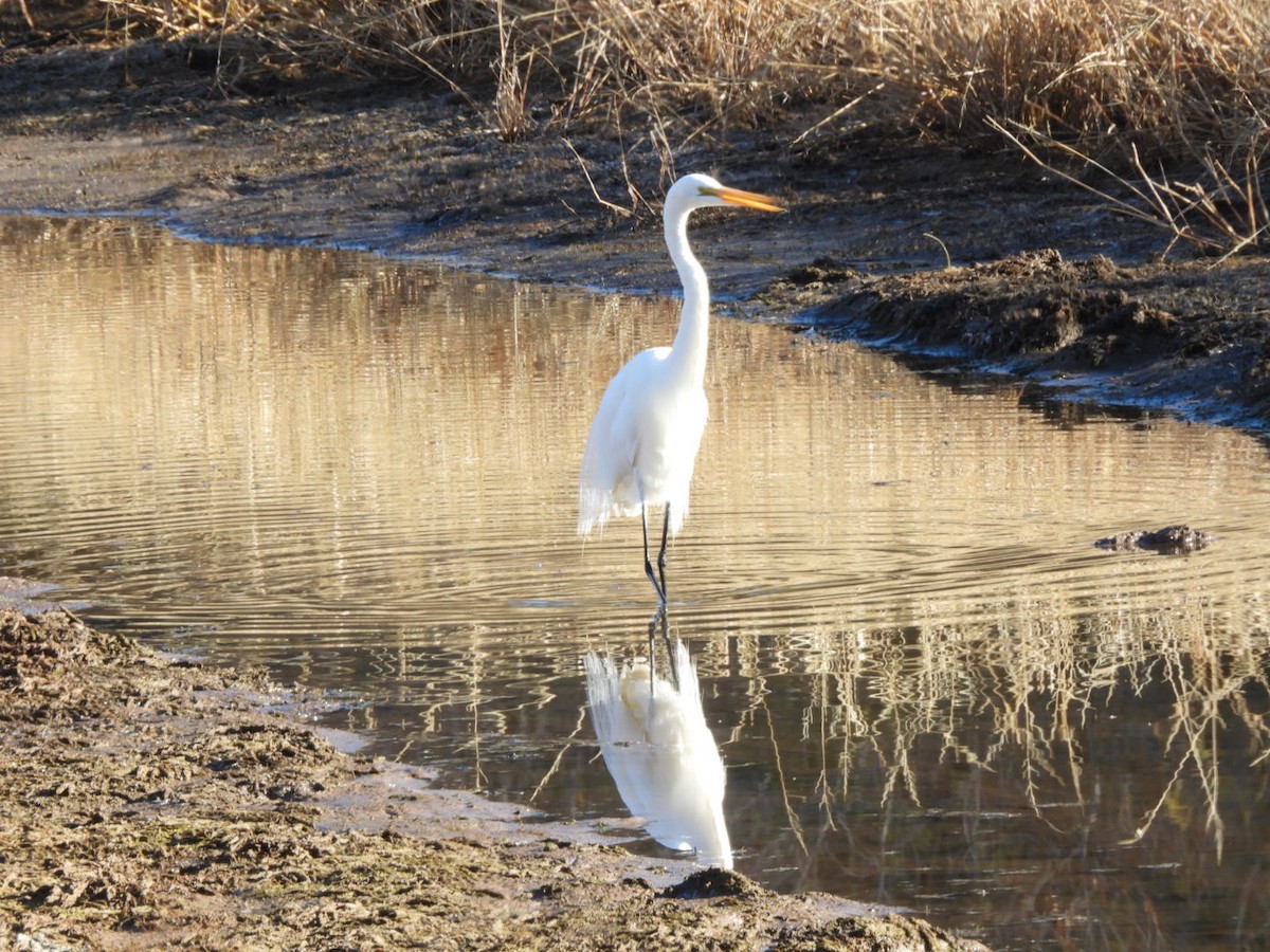 egretthegre - ML646718983