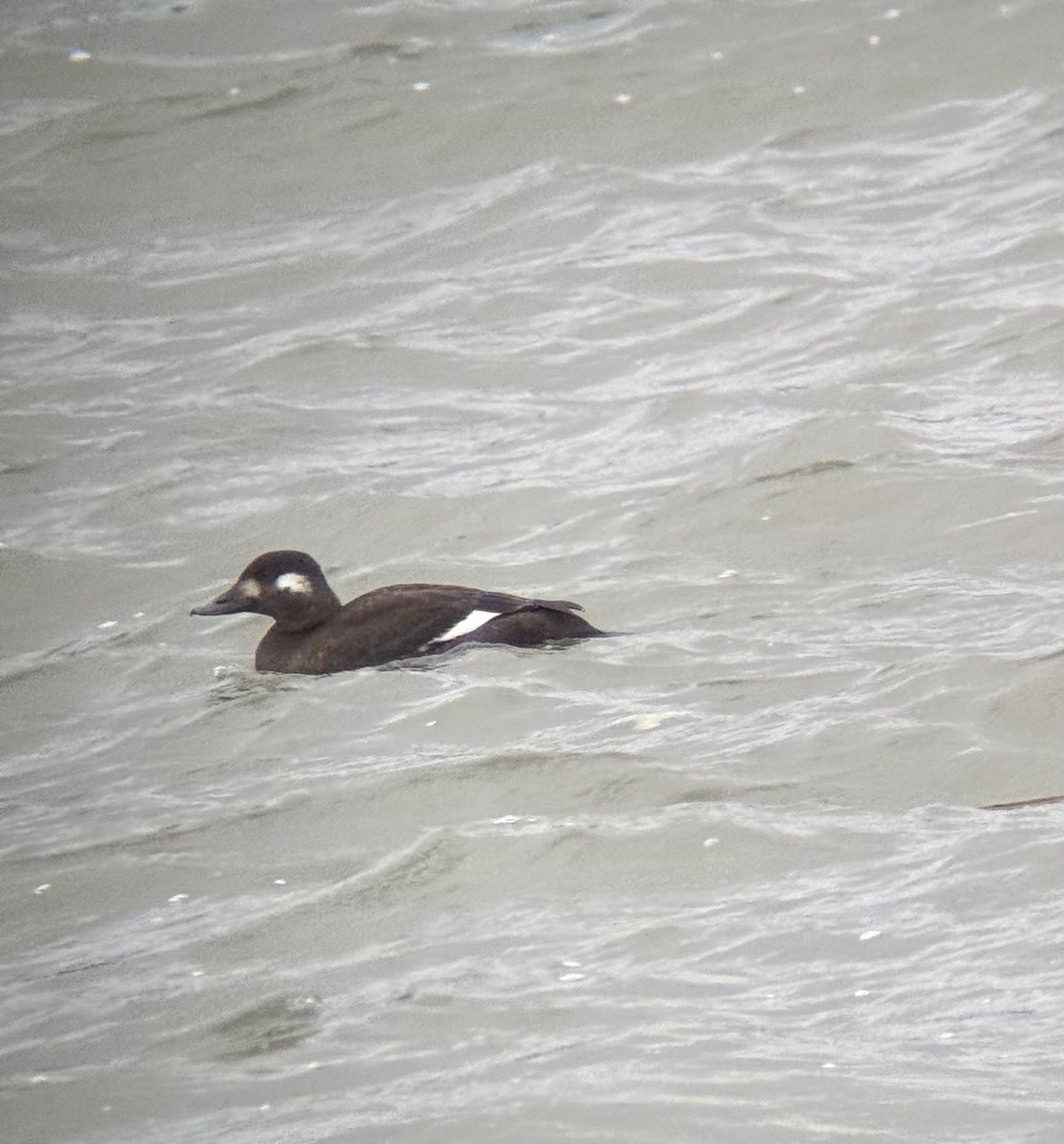 turpan kanadský - ML646718985