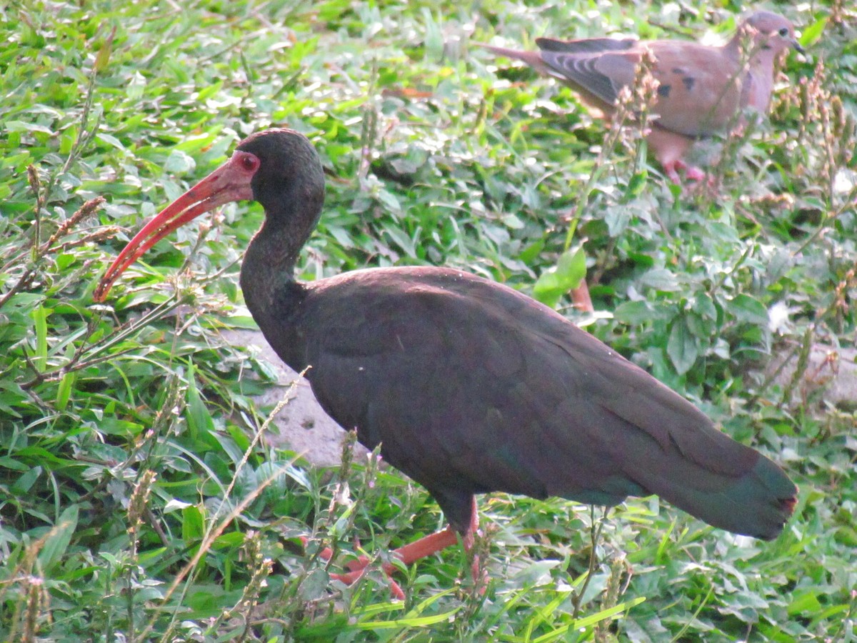 Bare-faced Ibis - ML646718987