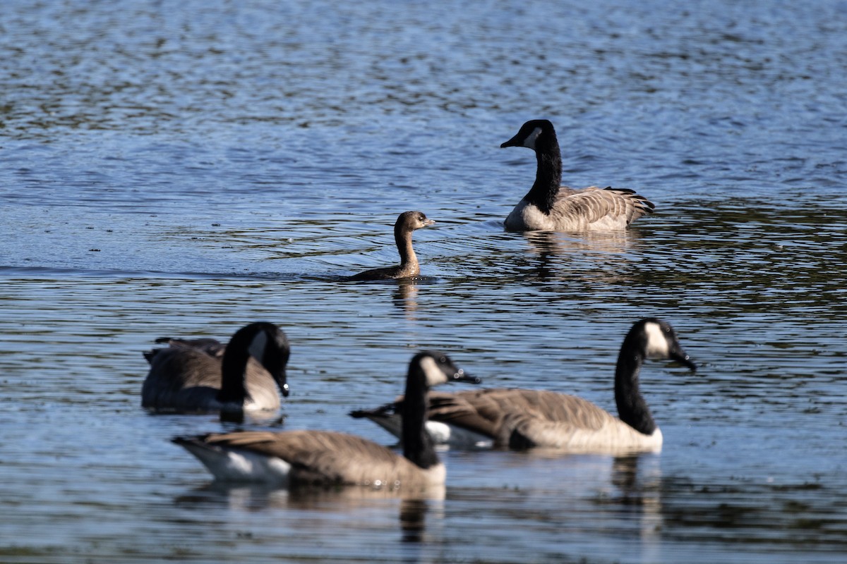 Pied-billed Grebe - ML646718988