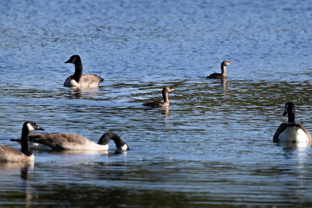 Pied-billed Grebe - ML646718989