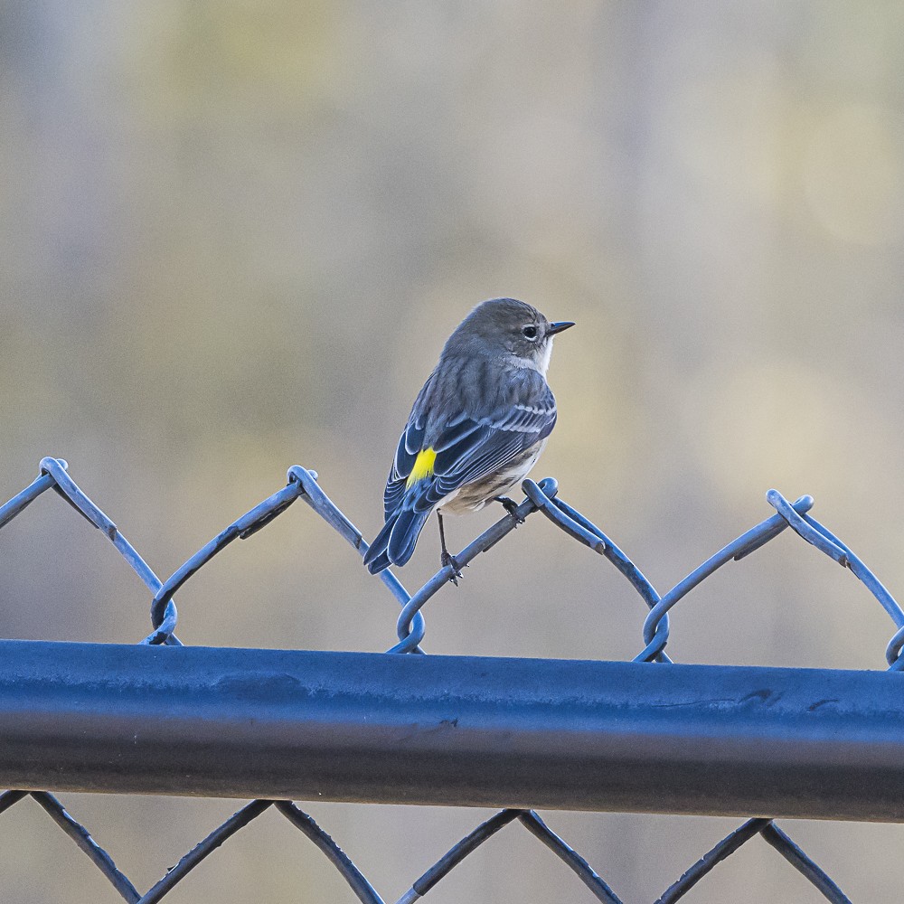 Yellow-rumped Warbler - ML646718995