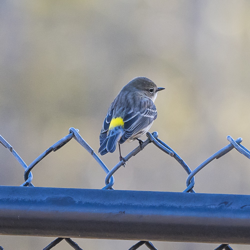 Yellow-rumped Warbler - ML646718996