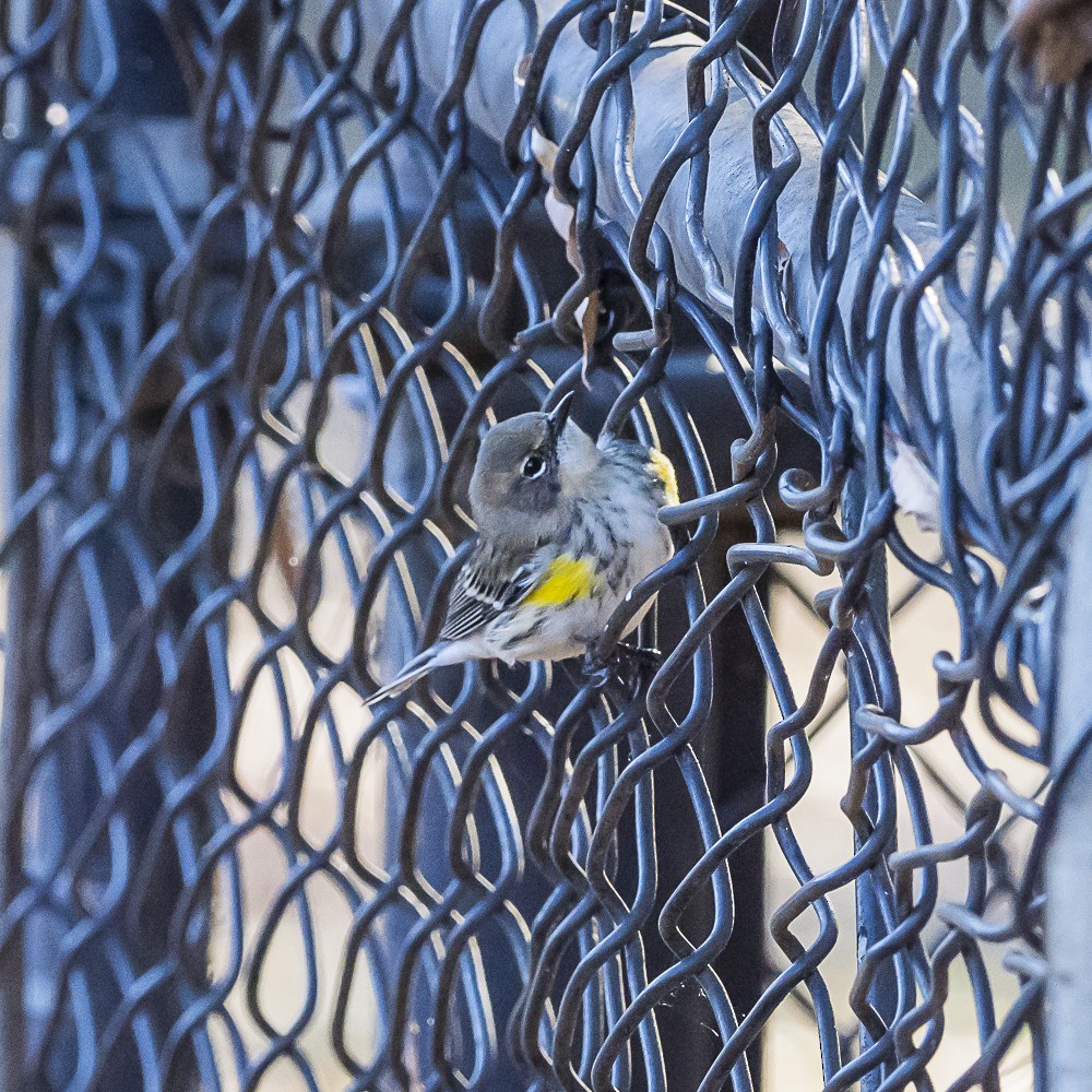 Yellow-rumped Warbler - ML646718997