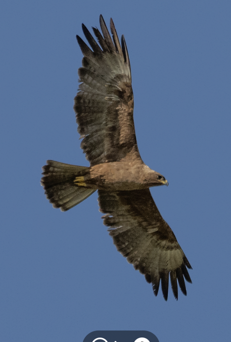 Wahlberg's Eagle - ML646718999