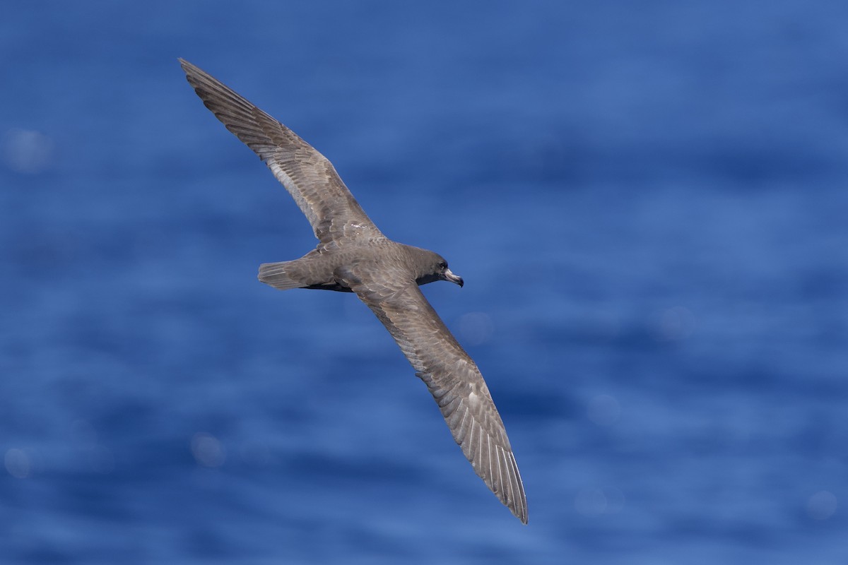 Flesh-footed Shearwater - ML646719000