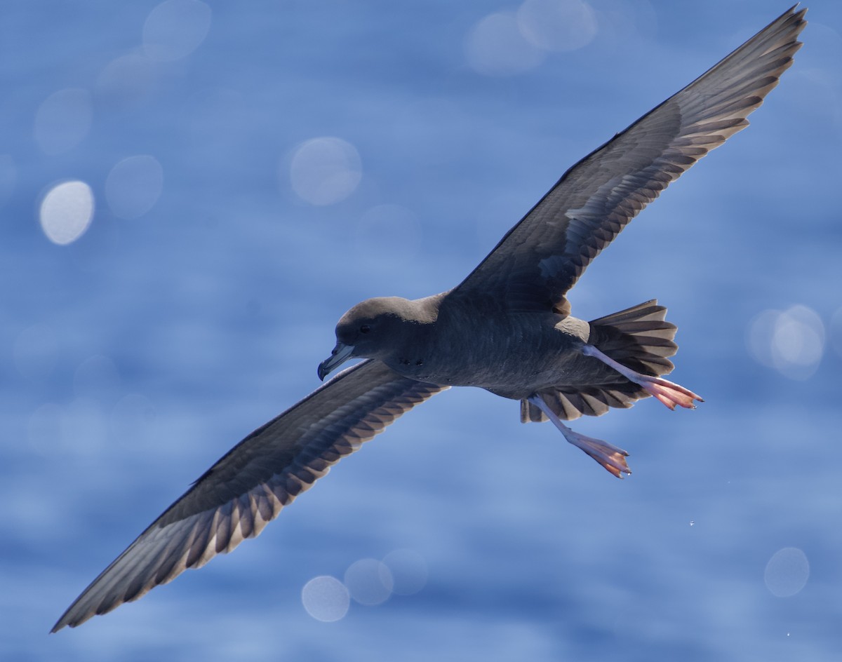 Flesh-footed Shearwater - ML646719001