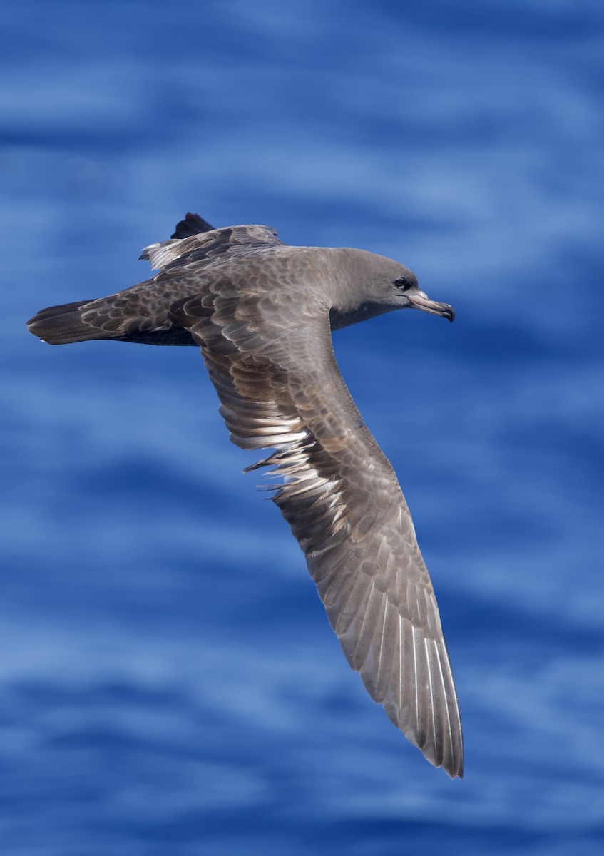 Flesh-footed Shearwater - ML646719002