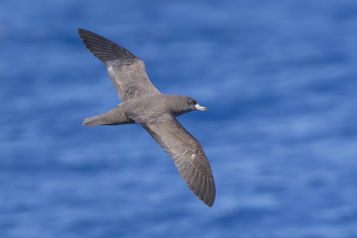 Flesh-footed Shearwater - ML646719003