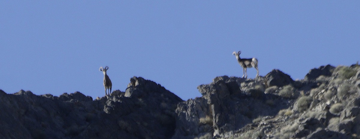 Animals - ML646719005