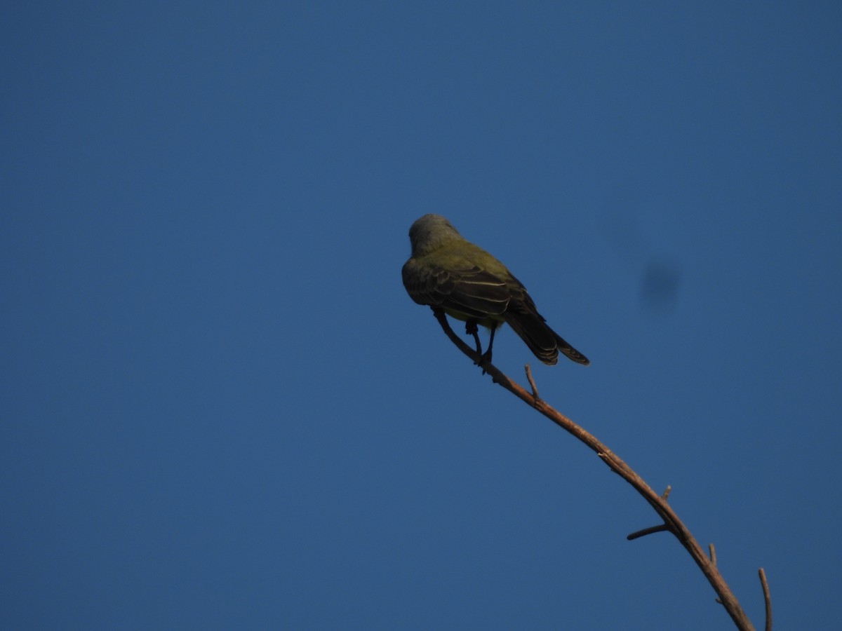 Tropical Kingbird - ML646719009
