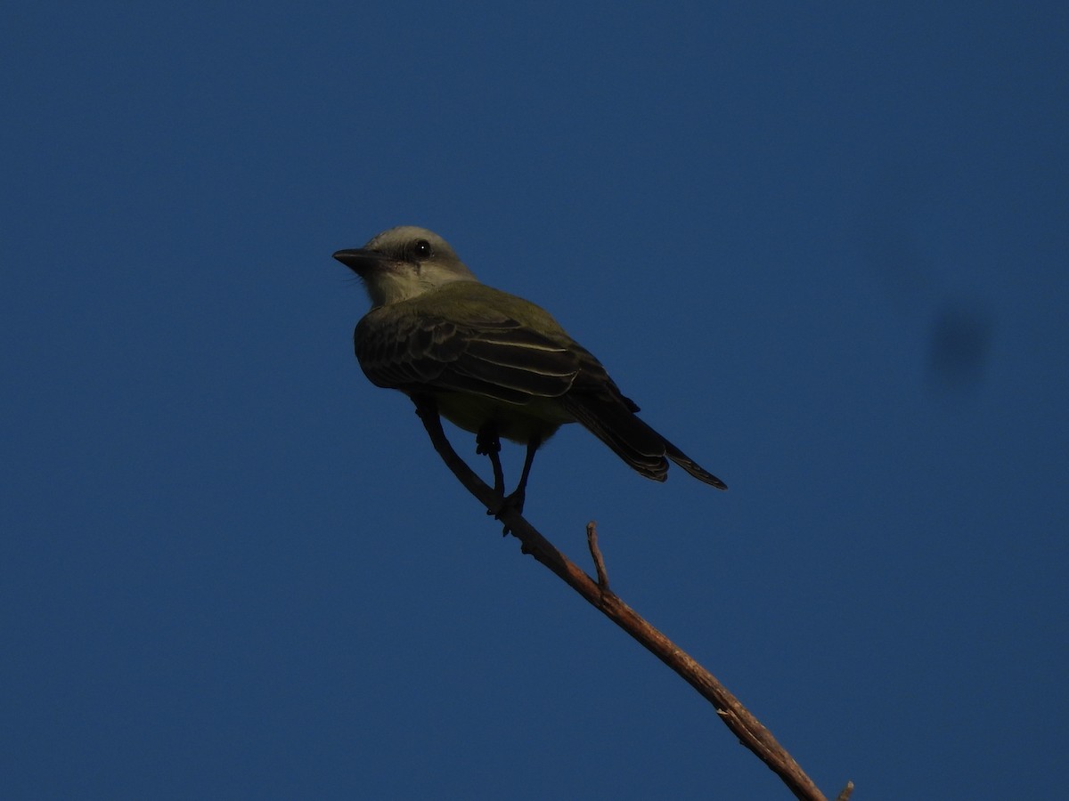 Tropical Kingbird - ML646719010