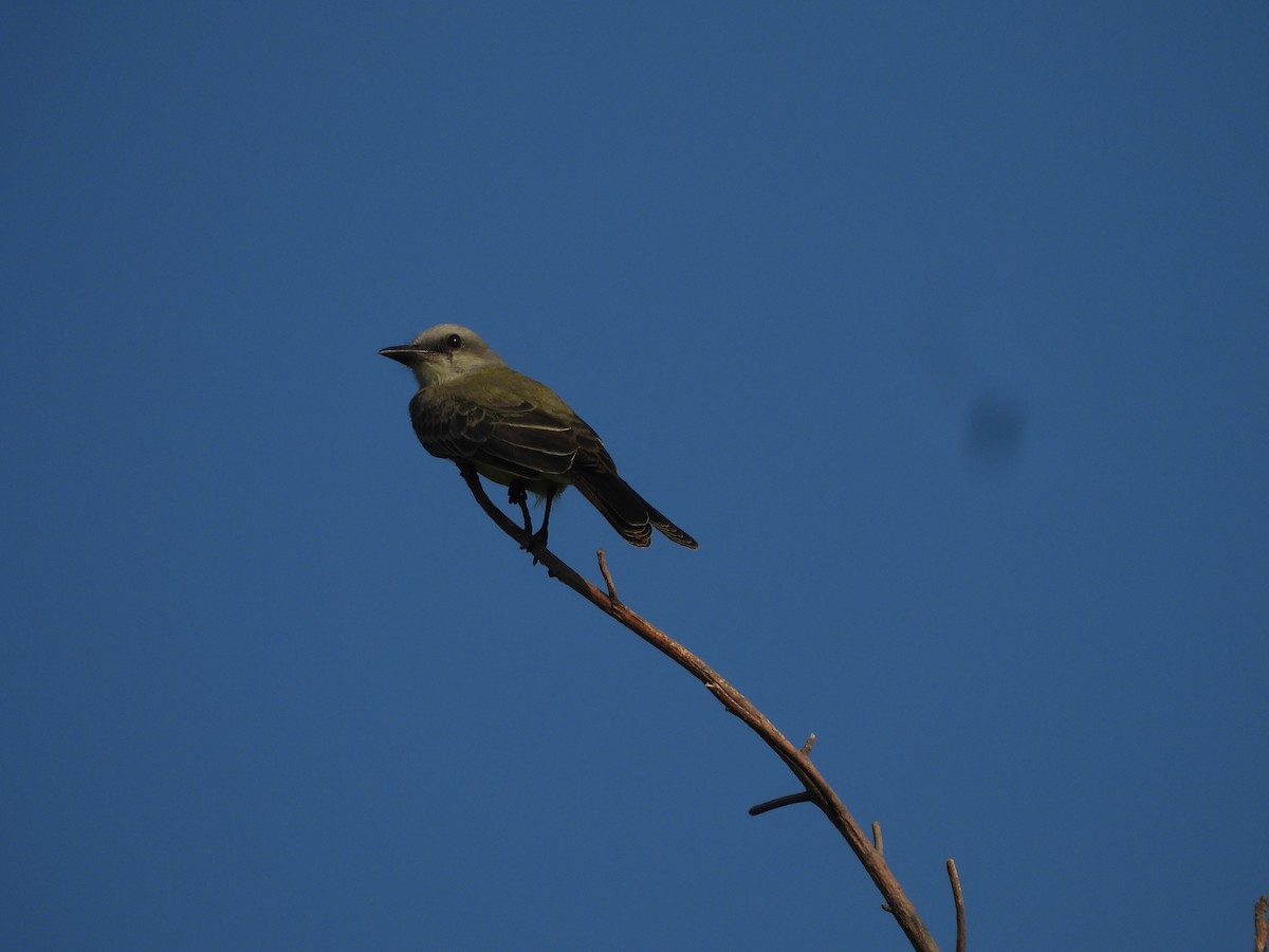 Tropical Kingbird - ML646719012