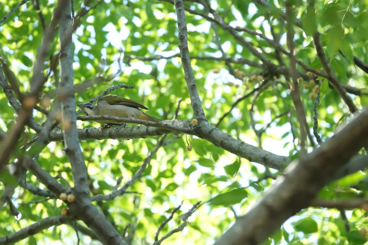 Зернолуск зеленокрилий - ML646719015