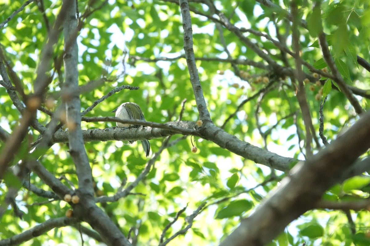 Зернолуск зеленокрилий - ML646719016