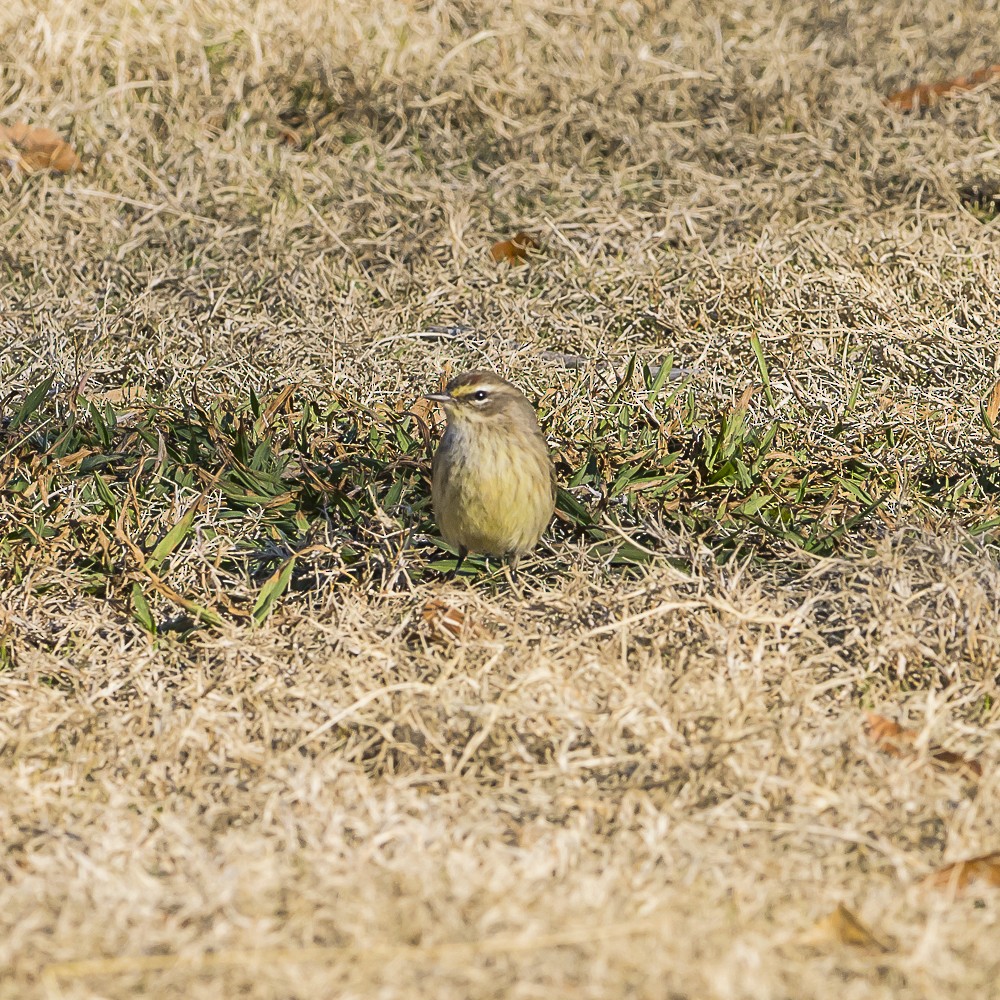 Palm Warbler - ML646719024