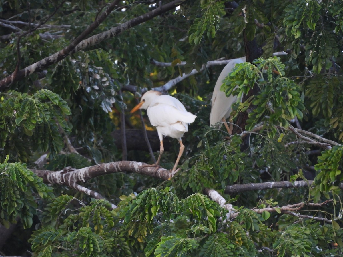 Western Cattle-Egret - ML646719025