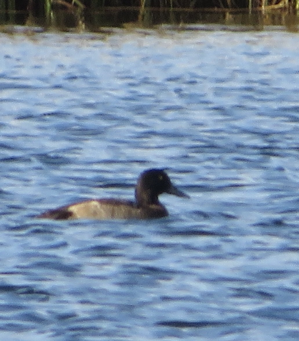 スズガモ - ML646719027