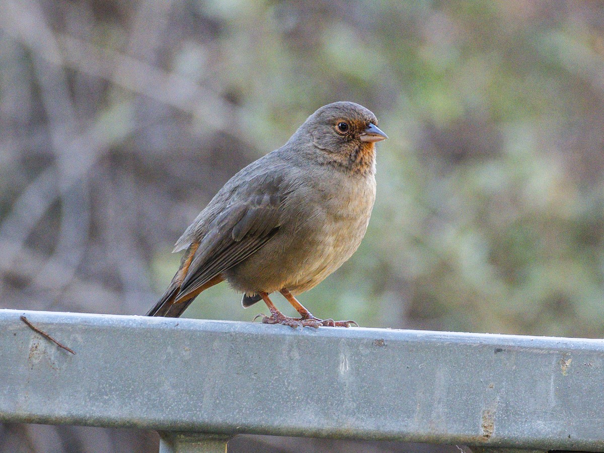 California Towhee - ML646719028