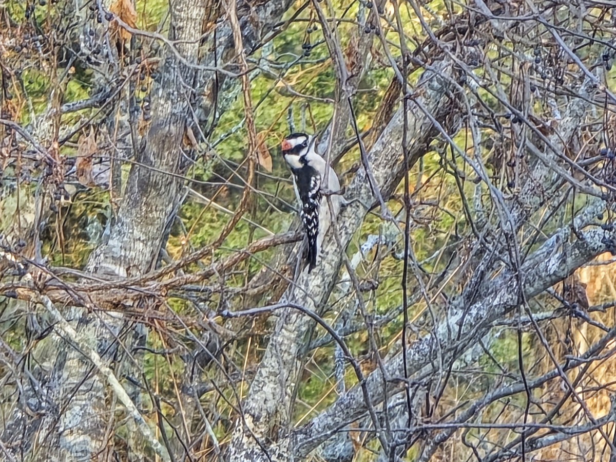 Downy Woodpecker - ML646719029