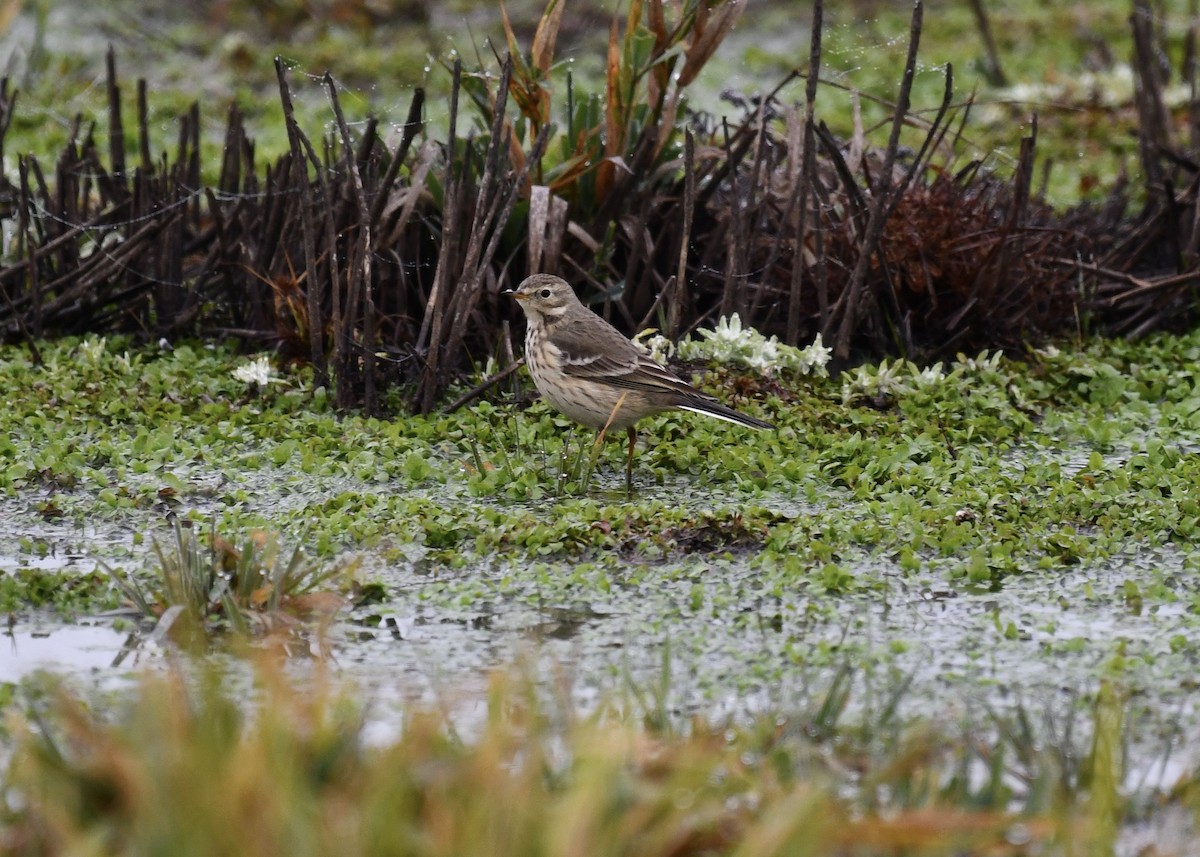 American Pipit - ML646719030