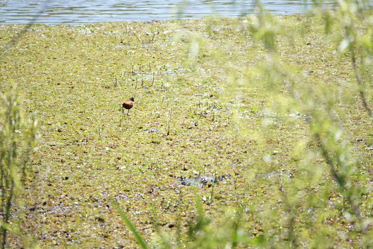 Wattled Jacana - ML646719032
