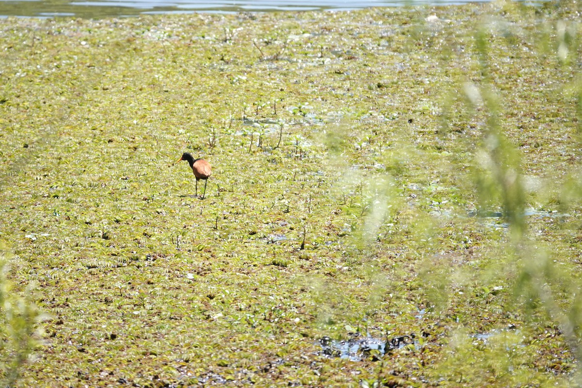 Wattled Jacana - ML646719033
