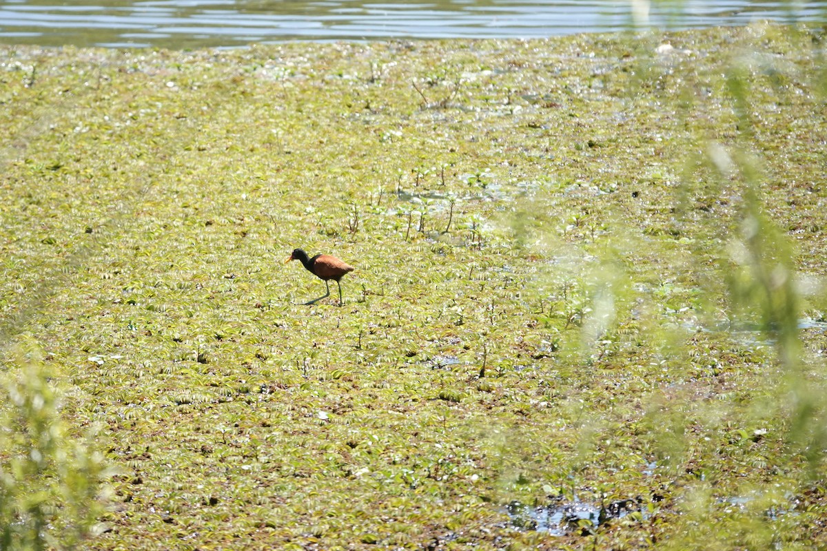 Wattled Jacana - ML646719034