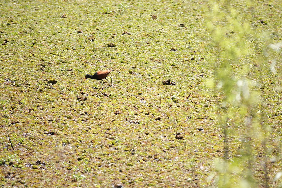Wattled Jacana - ML646719035