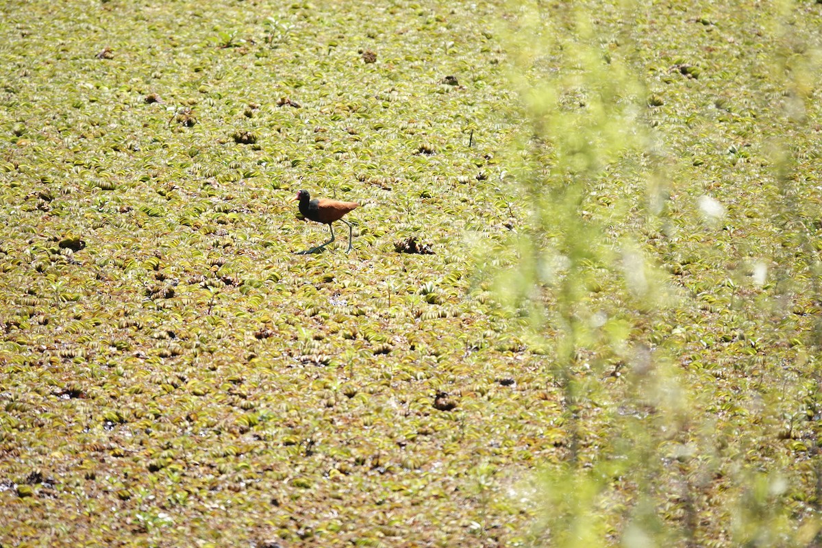 Wattled Jacana - ML646719036