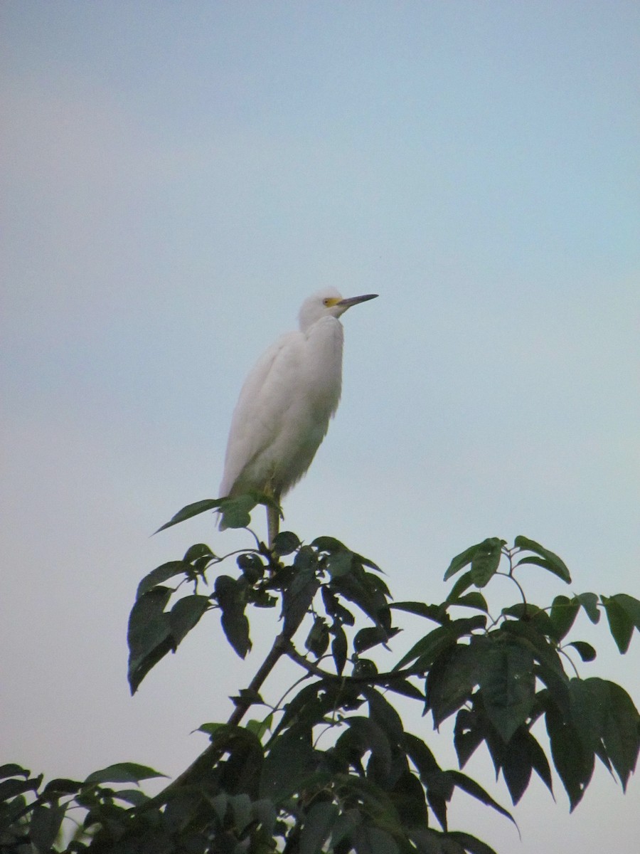 Snowy Egret - ML646719037