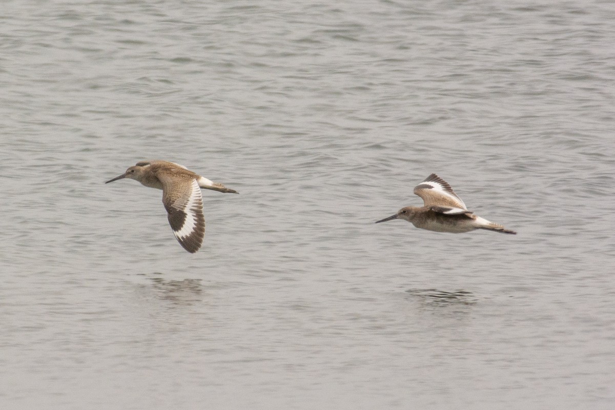 Willet - ML646719038