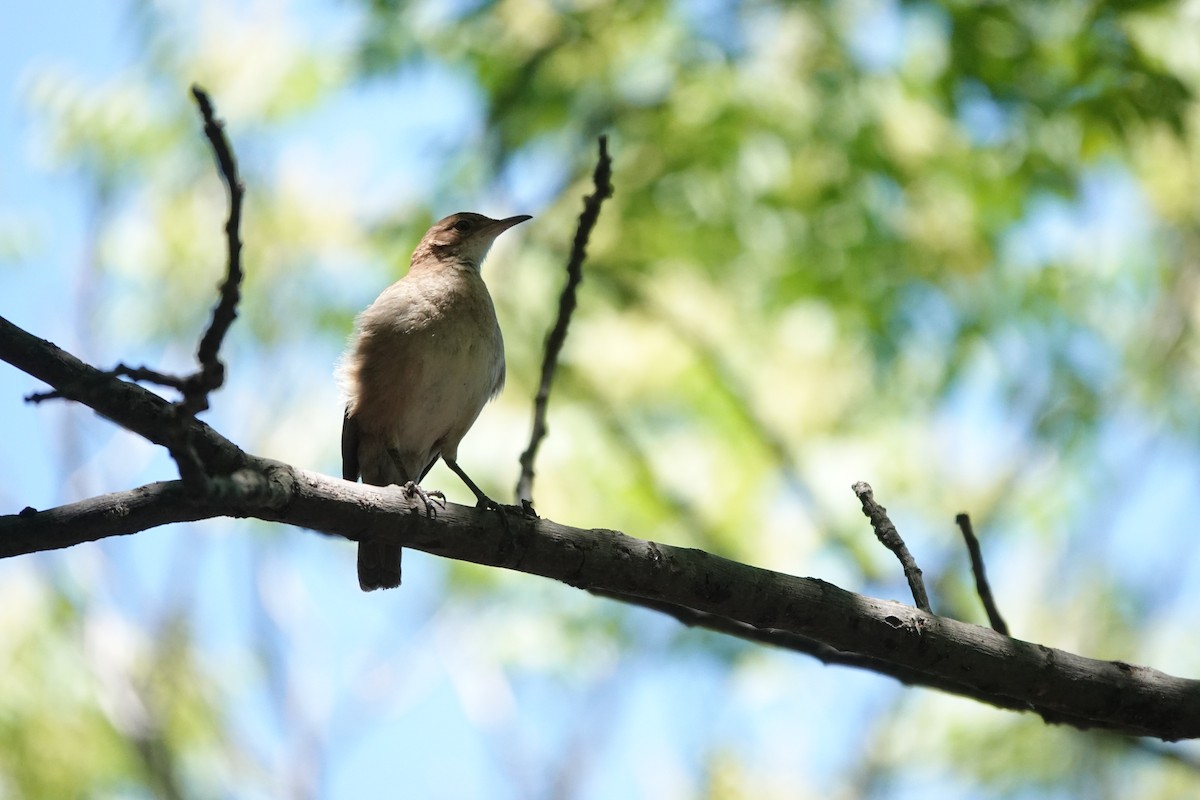 Rufous Hornero - ML646719041