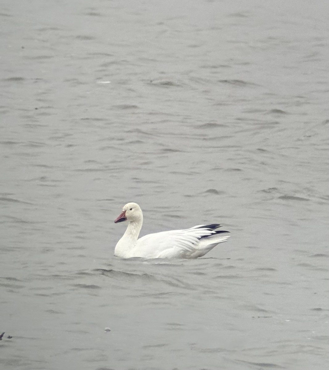 husa sněžní - ML646719042