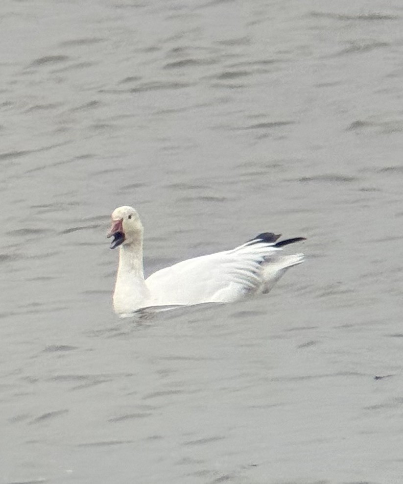 husa sněžní - ML646719043