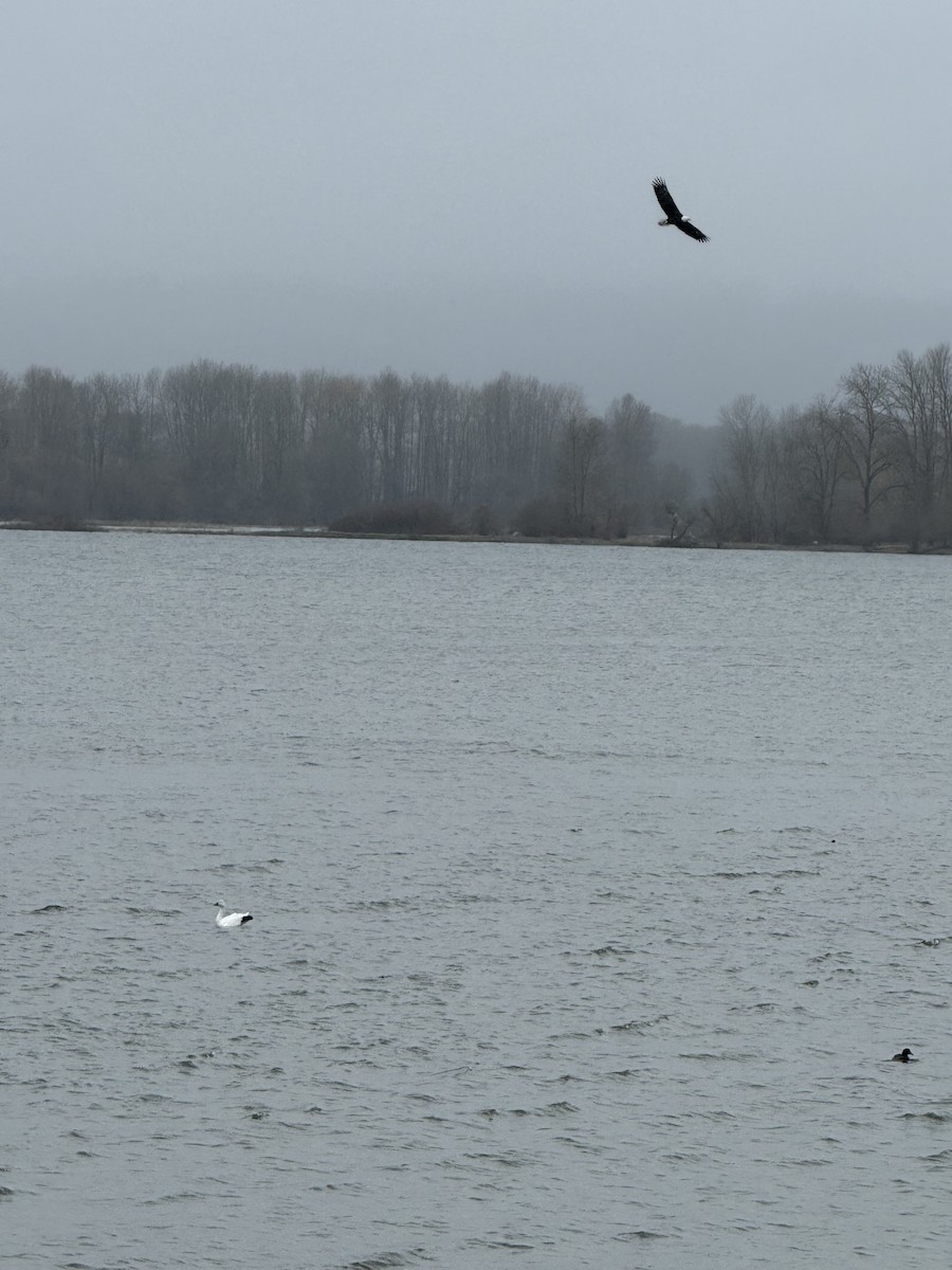 husa sněžní - ML646719044