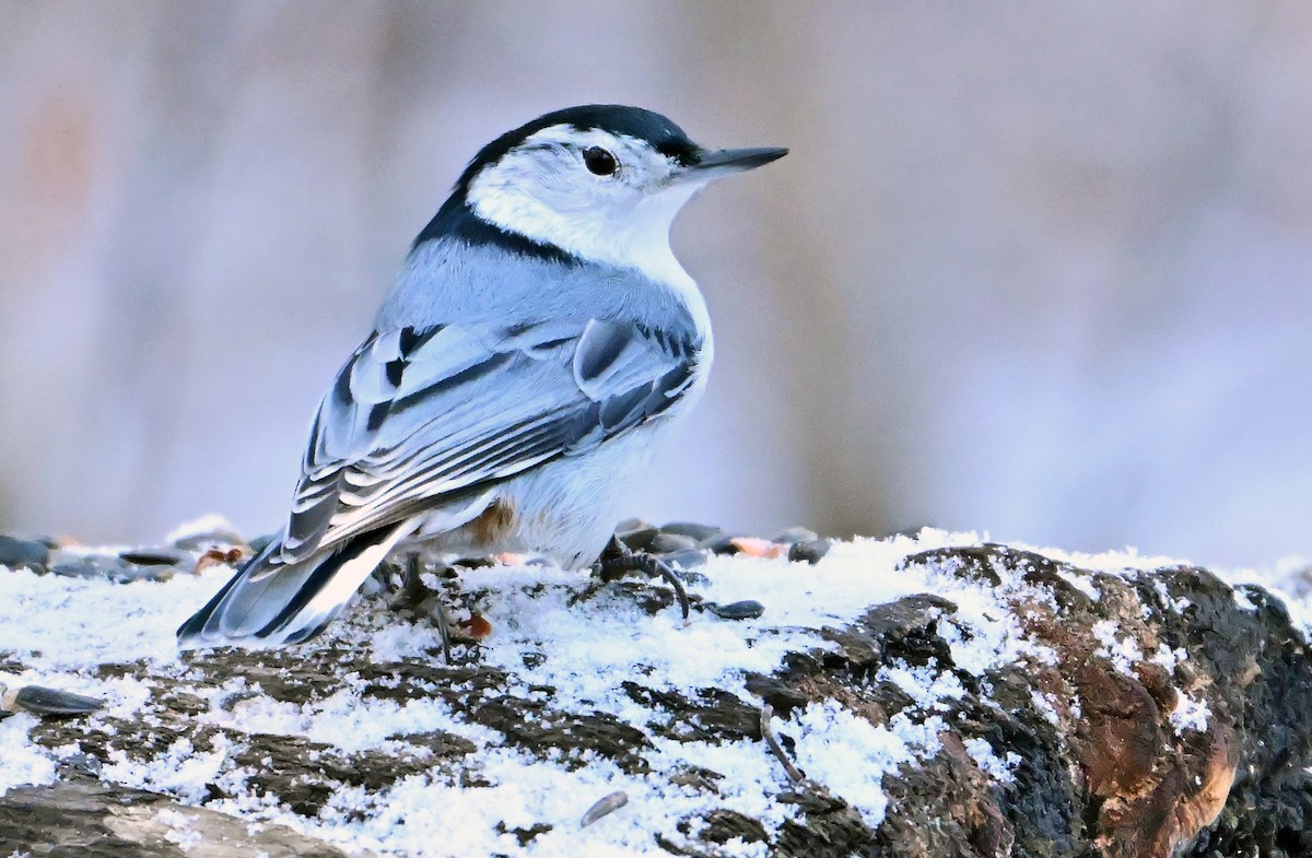 White-breasted Nuthatch - ML646719045