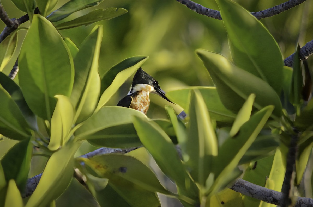 Green Kingfisher - ML646719046