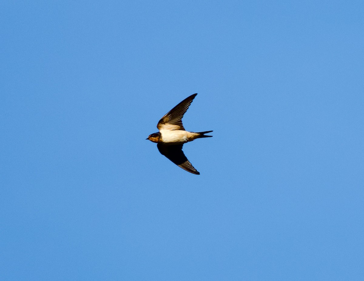 Barn Swallow (American) - ML646719052