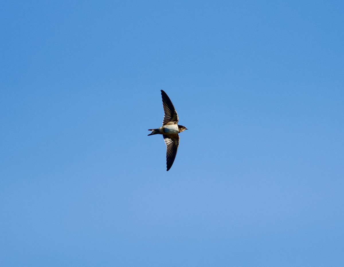 Barn Swallow (American) - ML646719054