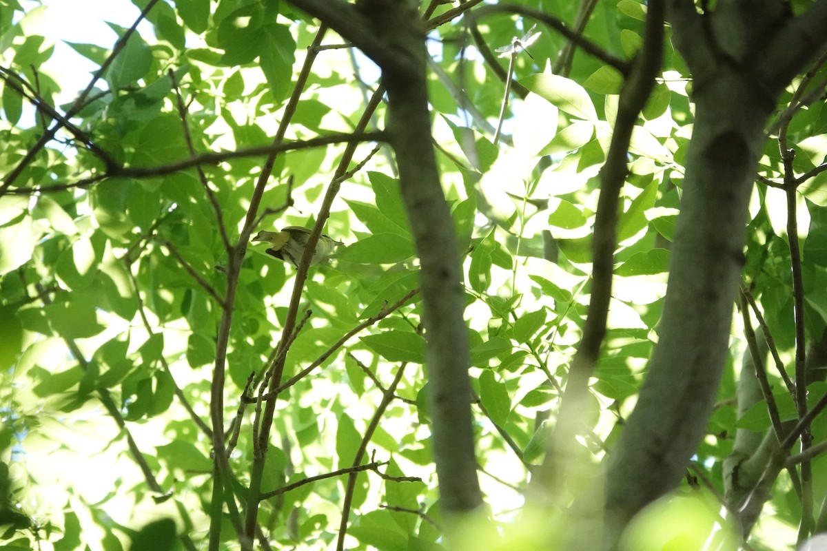 Chivi Vireo - ML646719057