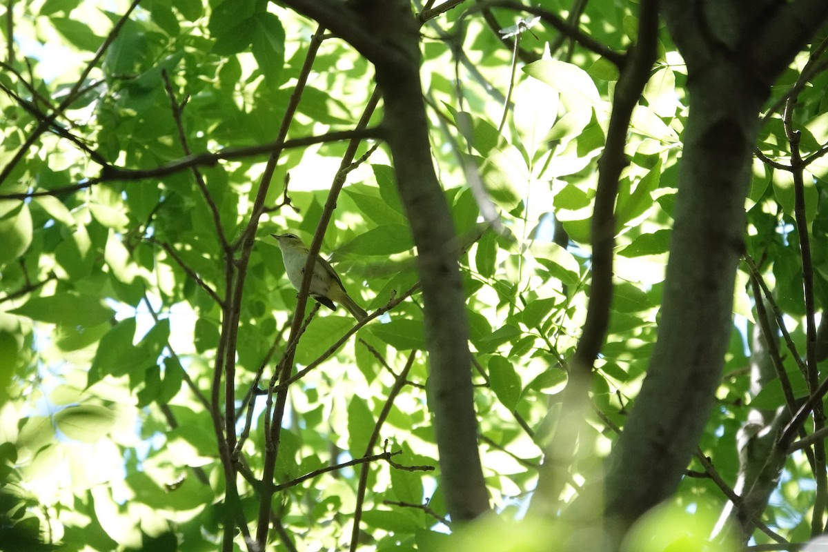 Chivi Vireo - ML646719058