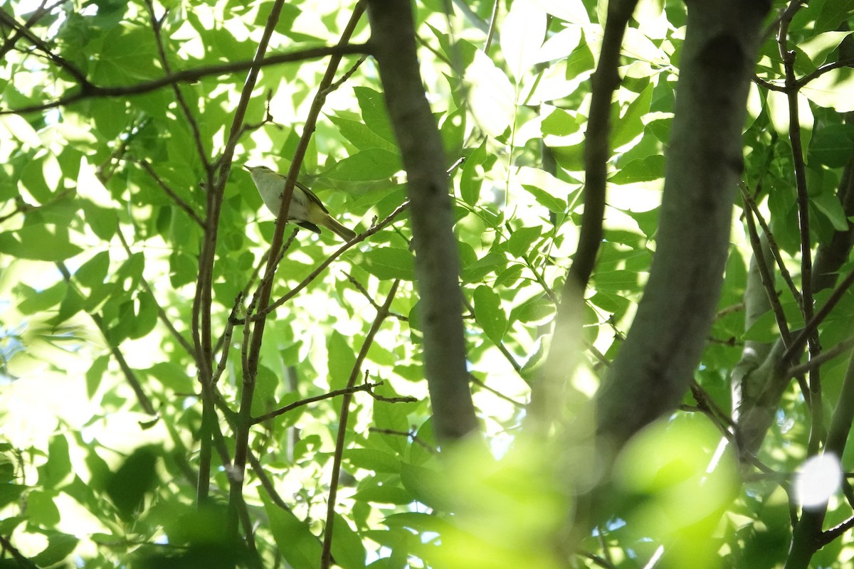 Chivi Vireo - ML646719059